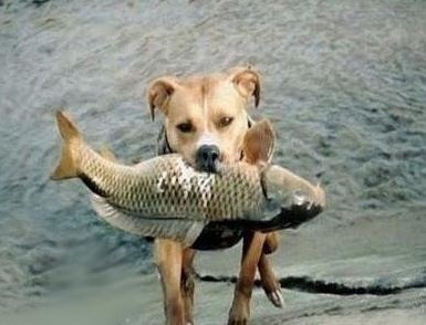 捕魚犬